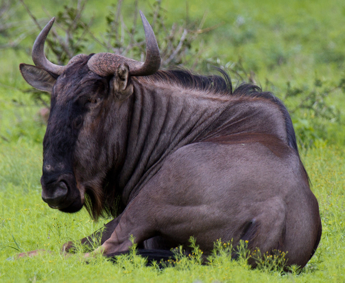 Blue Wildebeest